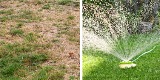 Lawn Care Tips For Texas Drought